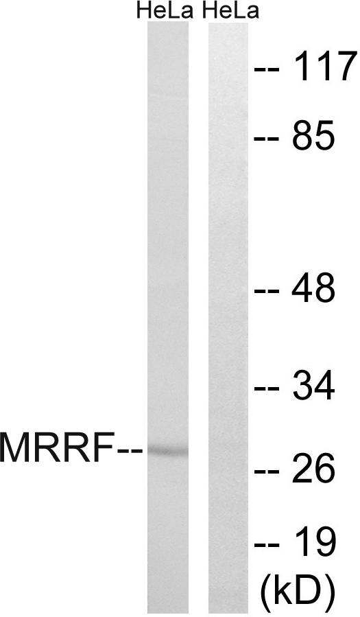 MRRF Antibody - Western blot analysis of lysates from HeLa cells, using MRRF Antibody. The lane on the right is blocked with the synthesized peptide.