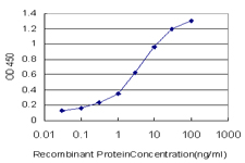 MRRF Antibody - Detection limit for recombinant GST tagged MRRF is approximately 0.03 ng/ml as a capture antibody.