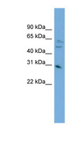 MRTO4 Antibody - MRTO4 / C1orf33 antibody Western blot of HepG2 cell lysate. This image was taken for the unconjugated form of this product. Other forms have not been tested.