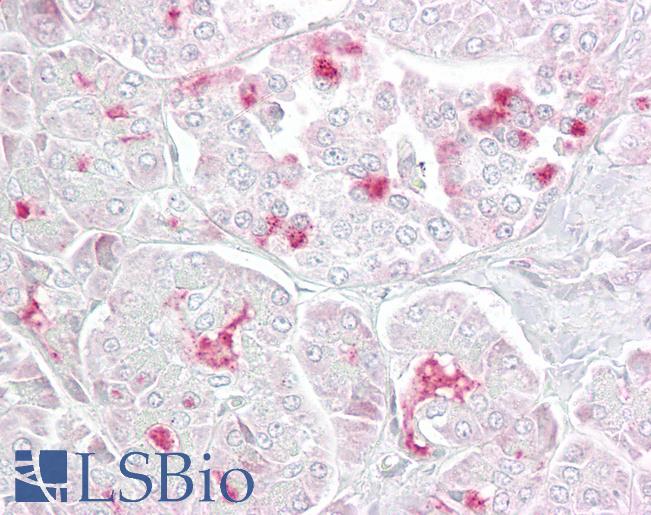 MS / MTR Antibody - Anti-MTR antibody IHC of human pancreas. Immunohistochemistry of formalin-fixed, paraffin-embedded tissue after heat-induced antigen retrieval. Antibody concentration 5 ug/ml.  This image was taken for the unconjugated form of this product. Other forms have not been tested.