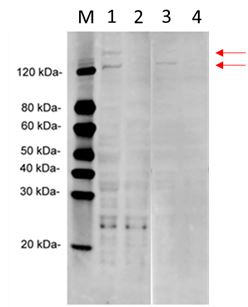 MS / MTR Antibody - KO and Independent Western Blot validation of Human MTR Antibody (11G1D7) and Human MTR Antibody (3H1D9) with Hela cell lysates. Lane 1: 100 µg Wild-type Hela cell Lysate Lane 2: 100 µg MTR knockout Hela cell Lysate Lane 3: 100 µg Wild-type Hela cell Lysate Lane 4: 100 µg MTR knockout Hela cell Lysate Primary Antibody: Lane 1~2: Human MTR Antibody (3H1D9) 1 µg/ml Lane 3~4: Human MTR Antibody (11G1D7) (H&L) [IRDye8°°] (Licor,926-32211)
