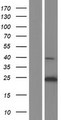 MS4A12 Protein - Western validation with an anti-DDK antibody * L: Control HEK293 lysate R: Over-expression lysate