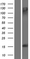 MS4A13 Protein - Western validation with an anti-DDK antibody * L: Control HEK293 lysate R: Over-expression lysate