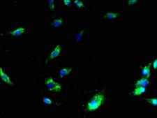 MS4A3 Antibody - Immunofluorescent analysis of U251 cells using MS4A3 Antibody at dilution of 1:100 and Alexa Fluor 488-congugated AffiniPure Goat Anti-Rabbit IgG(H+L)