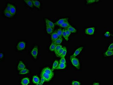 MS4A6A / MS4A Antibody - Immunofluorescent analysis of HepG2 cells using MS4A6A Antibody at dilution of 1:100 and Alexa Fluor 488-congugated AffiniPure Goat Anti-Rabbit IgG(H+L)