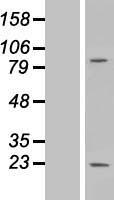 MS4A6A / MS4A Protein - Western validation with an anti-DDK antibody * L: Control HEK293 lysate R: Over-expression lysate