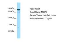 MS4A7 Antibody -  This image was taken for the unconjugated form of this product. Other forms have not been tested.