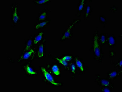MS4A7 Antibody - Immunofluorescent analysis of Hela cells using MS4A7 Antibody at dilution of 1:100 and Alexa Fluor 488-congugated AffiniPure Goat Anti-Rabbit IgG(H+L)
