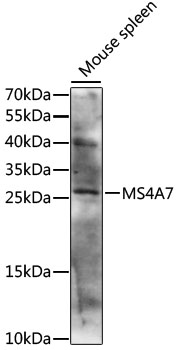 MS4A7 Antibody - Western blot analysis of extracts of mouse spleen, using MS4A7 antibody at 1:1000 dilution. The secondary antibody used was an HRP Goat Anti-Rabbit IgG (H+L) at 1:10000 dilution. Lysates were loaded 25ug per lane and 3% nonfat dry milk in TBST was used for blocking. An ECL Kit was used for detection and the exposure time was 10s.