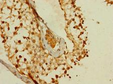 MS4A8 / MS4A8B Antibody - Immunohistochemistry of paraffin-embedded human testis tissue using MS4A8 Antibody at dilution of 1:100