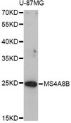 MS4A8 / MS4A8B Antibody - Western blot analysis of extracts of U-87MG cells, using MS4A8B antibody at 1:1000 dilution. The secondary antibody used was an HRP Goat Anti-Rabbit IgG (H+L) at 1:10000 dilution. Lysates were loaded 25ug per lane and 3% nonfat dry milk in TBST was used for blocking. An ECL Kit was used for detection and the exposure time was 90s.