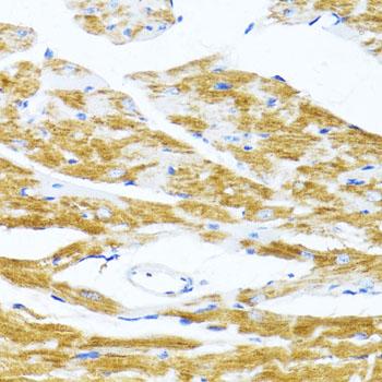 MS4A8 / MS4A8B Antibody - Immunohistochemistry of paraffin-embedded Mouse heart using MS4A8B Polyclonal Antibody at dilution of 1:100 (40x lens).