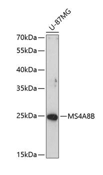 MS4A8 / MS4A8B Antibody - Western blot analysis of extracts of U-87MG cells using MS4A8B Polyclonal Antibody at dilution of 1:1000.