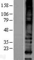 MS4A8 / MS4A8B Protein - Western validation with an anti-DDK antibody * L: Control HEK293 lysate R: Over-expression lysate