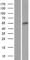 MSANTD2 / C11orf61 Protein - Western validation with an anti-DDK antibody * L: Control HEK293 lysate R: Over-expression lysate
