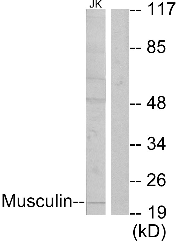 MSC / Musculin Antibody - Western blot analysis of lysates from Jurkat cells, using Musculin Antibody. The lane on the right is blocked with the synthesized peptide.