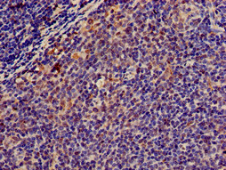 MSC / Musculin Antibody - Immunohistochemistry of paraffin-embedded human lymph node tissue using MSC Antibody at dilution of 1:100