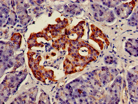 MSC / Musculin Antibody - Immunohistochemistry of paraffin-embedded human pancreatic tissue using MSC Antibody at dilution of 1:100