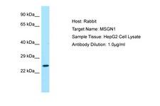 MSGN1 Antibody -  This image was taken for the unconjugated form of this product. Other forms have not been tested.