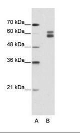 MSH2 Antibody - B: HepG2 Cell Lysate.  This image was taken for the unconjugated form of this product. Other forms have not been tested.