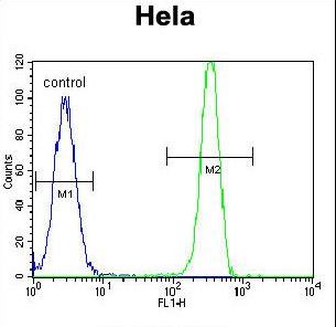 MSH2 Antibody - MSH2 Antibody flow cytometry of HeLa cells (right histogram) compared to a negative control cell (left histogram). FITC-conjugated goat-anti-rabbit secondary antibodies were used for the analysis.