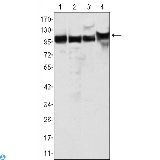 MSH2 Antibody - Western Blot (WB) analysis using MSH2 Monoclonal Antibody against HeLa (1), A549 (2), A431 (3) and HEK293 (4) cell lysate.