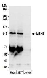 MSH3 Antibody - Detection of human MSH3 by western blot. Samples: Whole cell lysate (50 µg) from HeLa, HEK293T, and Jurkat cells prepared using NETN lysis buffer. Antibody: Affinity purified rabbit anti-MSH3 antibody used for WB at 0.1 µg/ml. Detection: Chemiluminescence with an exposure time of 30 seconds.