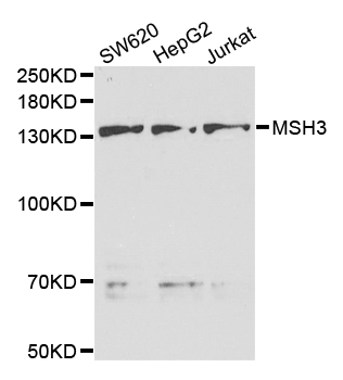 MSH3 Antibody - Western blot analysis of extracts of various cell lines.