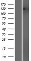 MSH3 Protein - Western validation with an anti-DDK antibody * L: Control HEK293 lysate R: Over-expression lysate