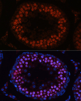 MSH4 Antibody - Immunofluorescence analysis of rat testis using MSH4 antibody at dilution of 1:100 (40x lens). Blue: DAPI for nuclear staining.