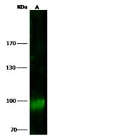 MSH5 Antibody - Anti-MSH5 rabbit polyclonal antibody at 1:500 dilution. Lane A: HL-60 Whole Cell Lysate. Lysates/proteins at 30 ug per lane. Secondary: Goat Anti-Rabbit IgG H&L (Dylight800) at 1/10000 dilution. Developed using the Odyssey technique. Performed under reducing conditions. Predicted band size: 93 kDa. Observed band size: 93 kDa.