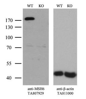 MSH6 Antibody - Equivalent amounts of cell lysates  and MSH6-Knockout hela cells  were separated by SDS-PAGE and immunoblotted with anti-MSH6 monoclonal antibody. Then the blotted membrane was stripped and reprobed with anti-ß-actin as a loading control. (1:500)