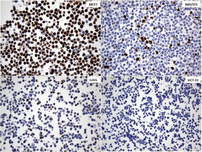 MSH6 Antibody - Immunohistochemical staining of paraffin-embedded ""MCF7"", ""NIH/3T3"", ""LoVo"" and ""HCT-15"" cell pellets using anti-MSH6 Mouse monoclonal antibody. (Heat-induced epitope retrieval by Tris-EDTA buffer. (pH9.0) at 120°C for 2.5 min,1:50)