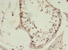 MSH6 Antibody - Immunohistochemistry of paraffin-embedded human testis using antibody at 1:100 dilution.  This image was taken for the unconjugated form of this product. Other forms have not been tested.