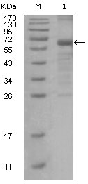MSH6 Antibody - Western blot using MSH6 mouse monoclonal antibody against truncated MSH6 recombinant protein.