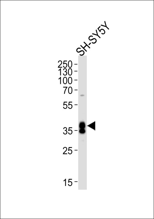 MSI1 / Musashi 1 Antibody - Western blot of lysate from SH-SY5Y cell line, using MSI1 Antibody. Antibody was diluted at 1:1000 at each lane. A goat anti-rabbit IgG H&L (HRP) at 1:5000 dilution was used as the secondary antibody. Lysate at 35ug per lane.