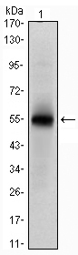 MSI1 / Musashi 1 Antibody - Western blot using MSI1 monoclonal antibody against human MSI1 (AA: 1-203) recombinant protein. (Expected MW is 48.5 kDa)