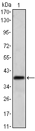 MSI1 / Musashi 1 Antibody - Western blot using MSI1 mouse monoclonal antibody against NTERA-2 cell lysate.