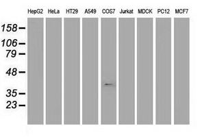 MSI1 / Musashi 1 Antibody - Western blot of extracts (35 ug) from 9 different cell lines by using anti-MSI1 monoclonal antibody (HepG2: human; HeLa: human; SVT2: mouse; A549: human; COS7: monkey; Jurkat: human; MDCK: canine; PC12: rat; MCF7: human).
