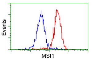MSI1 / Musashi 1 Antibody - Flow cytometry of HeLa cells, using anti-MSI1 antibody (Red), compared to a nonspecific negative control antibody (Blue).