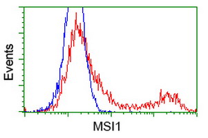 MSI1 / Musashi 1 Antibody - HEK293T cells transfected with either overexpress plasmid (Red) or empty vector control plasmid (Blue) were immunostained by anti-MSI1 antibody, and then analyzed by flow cytometry.