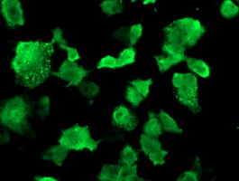 MSI1 / Musashi 1 Antibody - Anti-MSI1 mouse monoclonal antibody immunofluorescent staining of COS7 cells transiently transfected by pCMV6-ENTRY MSI1.