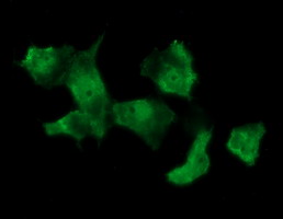 MSI1 / Musashi 1 Antibody - Anti-MSI1 mouse monoclonal antibody immunofluorescent staining of COS7 cells transiently transfected by pCMV6-ENTRY MSI1.