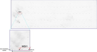 MSI1 / Musashi 1 Antibody - OriGene overexpression protein microarray chip was immunostained with UltraMAB anti-MSI1 mouse monoclonal antibody. The positive reactive proteins are highlighted with two red arrows in the enlarged subarray. All the positive controls spotted in this subarray are also labeled for clarification.