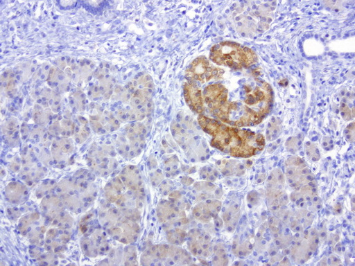 MSI1 / Musashi 1 Antibody - Immunohistochemical staining of paraffin-embedded human pancreas using anti-MSI1 clone UMAB127 mouse monoclonal antibody at 1:200 dilution 1mg/mL and detection with Polink2 Broad HRP DAB.requires heat-induced epitope retrieval with Accel pH 8.7 in a presure cooker for 3 minutes at 110C. Cytoplasmic and membrane staining seen weakly on the glandular cells and strongly on the Islet of Langerhans