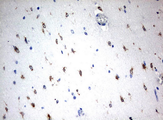 MSI1 / Musashi 1 Antibody - Immunohistochemical staining of paraffin-embedded Human embryonic brain cortex tissue using anti-MSI1 mouse monoclonal antibody.  heat-induced epitope retrieval by 10mM citric buffer, pH6.0, 120C for 3min)