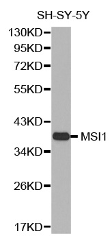 MSI1 / Musashi 1 Antibody - Western blot analysis of extracts of SH-SY-5Y cells.
