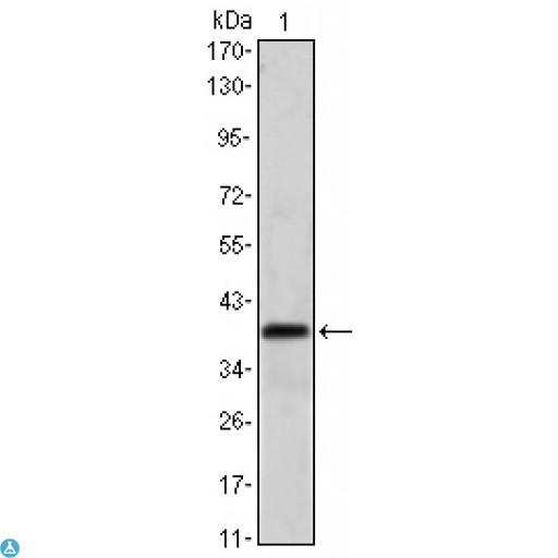 MSI1 / Musashi 1 Antibody - Western Blot (WB) analysis using Msi1 Monoclonal Antibody against NTERA-2 cell lysate.
