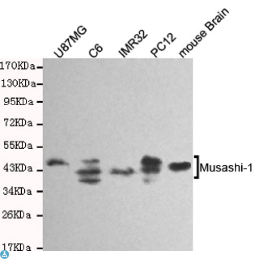 MSI1 / Musashi 1 Antibody - Western blot detection of Musashi-1 in U87MG, C6, IMR32, mouse brain and PC12 cell lysates and using Musashi-1 mouse mAb (1:1000 diluted). Predicted band size: 39KDa. Observed band size: 39KDa.