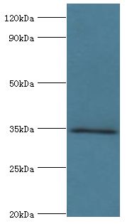 MSI2 Antibody - Western blot. All lanes: MSI2 antibody at 10 ug/ml+HepG2 whole cell lysate. Secondary antibody: Goat polyclonal to rabbit at 1:10000 dilution. Predicted band size: 35 kDa. Observed band size: 35 kDa.